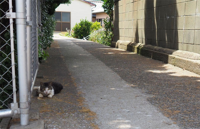 猫島猫さん5317.jpg