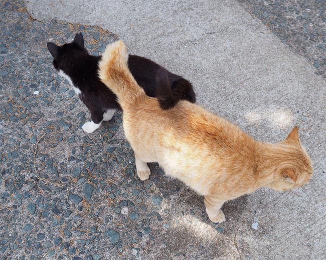 猫島猫さん5319.jpg