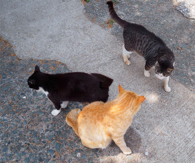 猫島猫さん5321.jpg