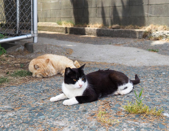 猫島猫さん5324.jpg