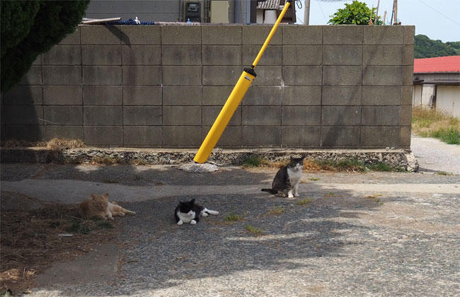 猫島猫さん5325.jpg