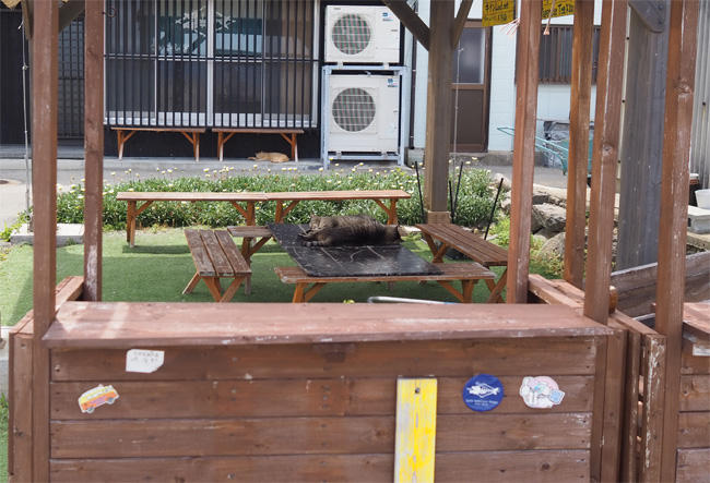 猫島猫さん5330.jpg
