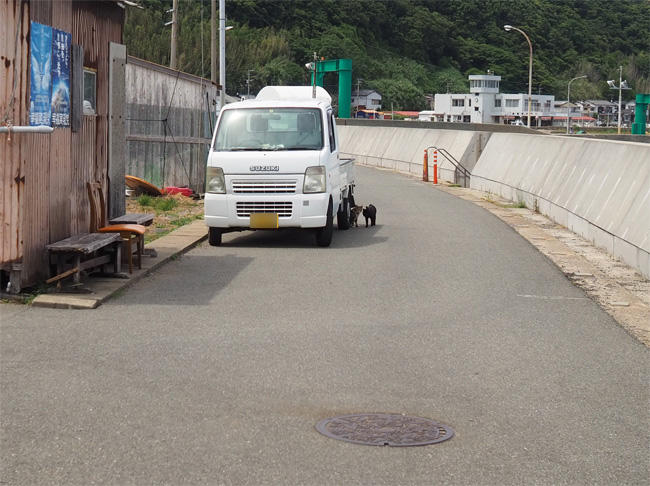 猫島猫さん5331.jpg