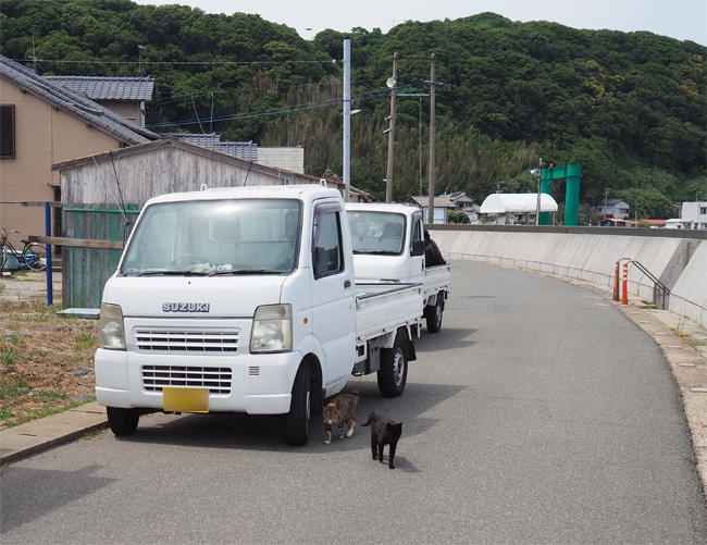 猫島猫さん5332.jpg