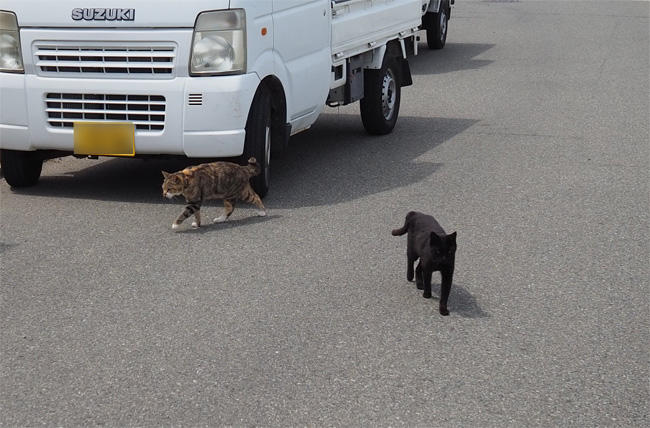 猫島猫さん5333.jpg