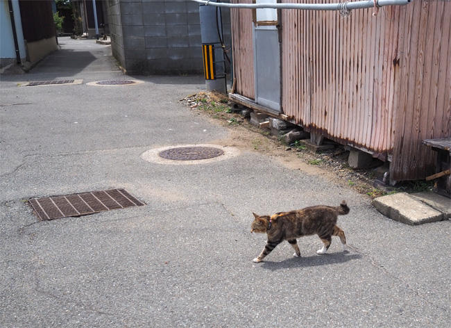 猫島の猫さん5335.jpg