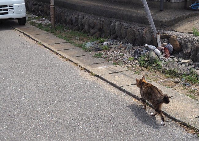 猫島の猫さん5336.jpg