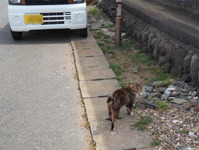 猫島の猫さん5337.jpg