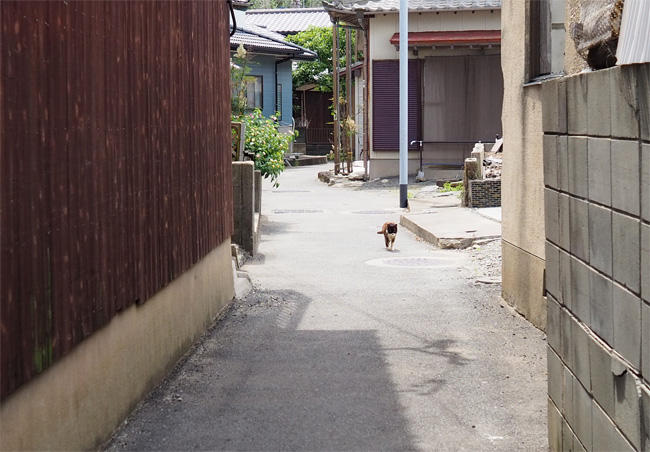 猫島の猫さん5338.jpg