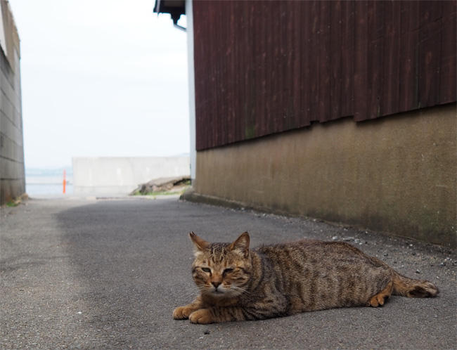 猫島の猫さん5342.jpg