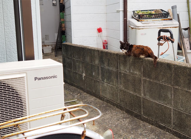 猫島の猫さん5343.jpg