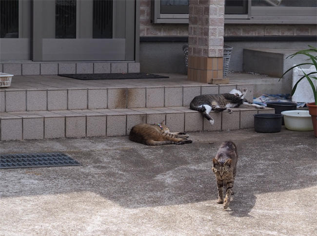 猫島の猫さん5349.jpg