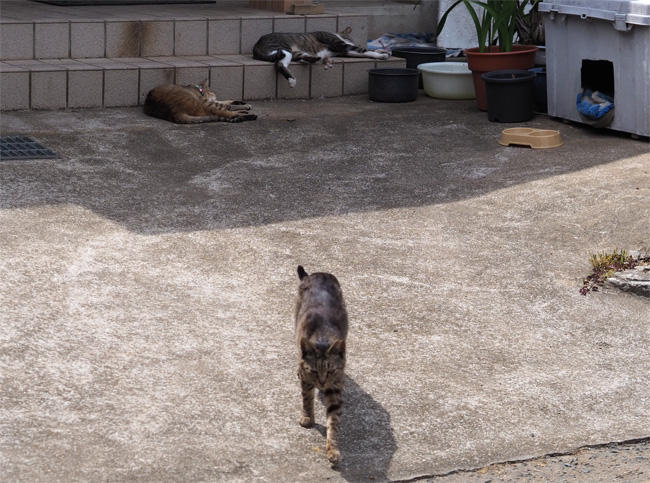 猫島の猫さん5350.jpg