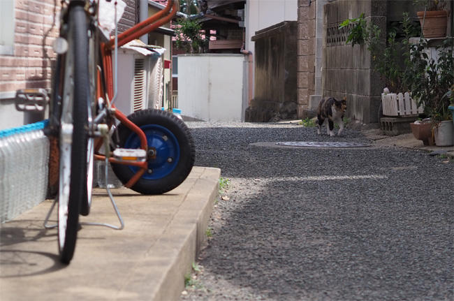 猫島の猫さん5351.jpg