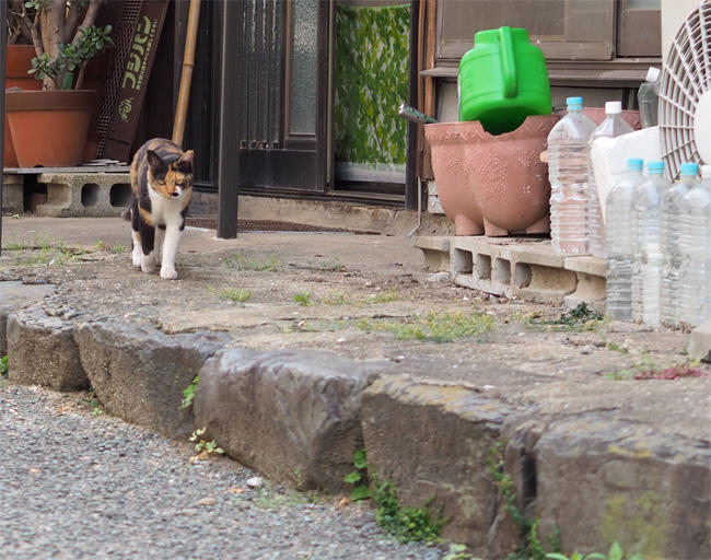 猫島の猫さん5352.jpg
