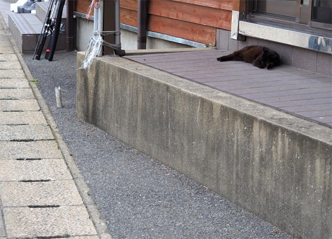 猫島の猫さん5355.jpg