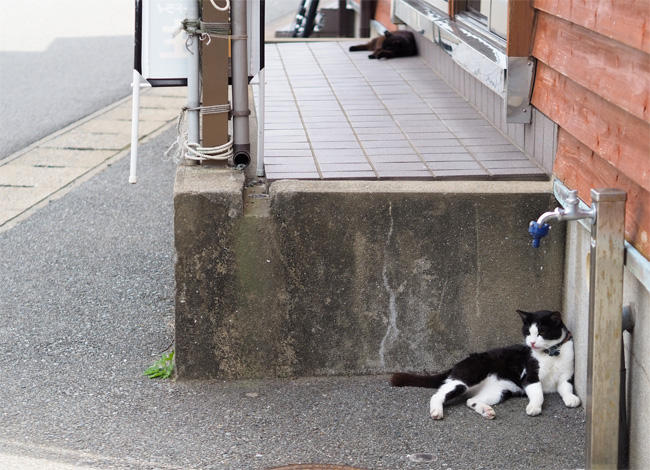 猫島の猫さん5356.jpg