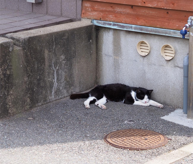 猫島の猫さん5358.jpg
