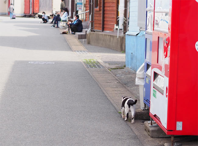 猫島の猫さん5359.jpg