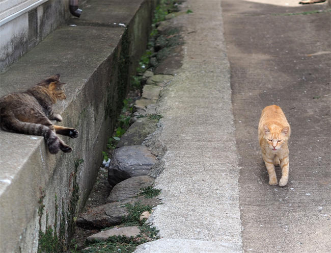 猫島の猫さん5364.jpg
