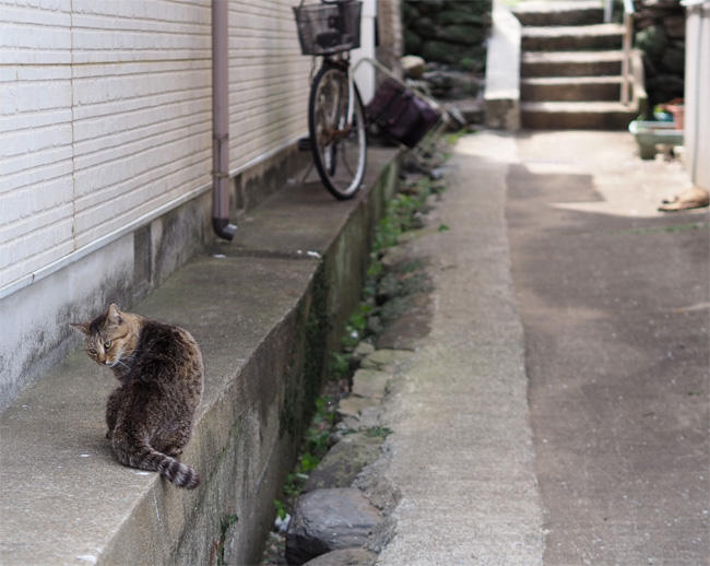 猫島の猫さん5365.jpg