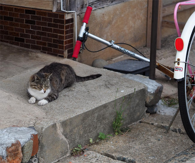 猫島の猫さん5366.jpg