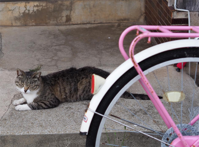猫島の猫さん5367.jpg