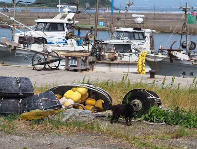 猫島の猫さん5369.jpg