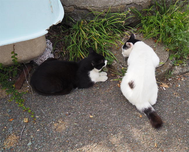 猫島の猫さん5373.jpg