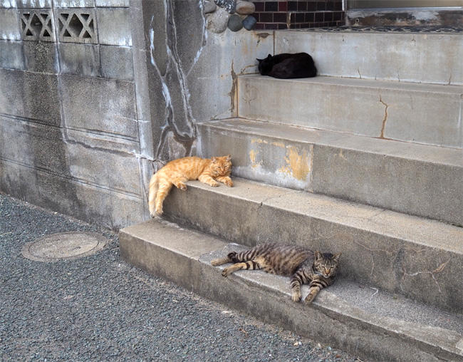 猫島の猫さん5374.jpg
