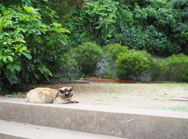 猫島の猫さん5377.jpg