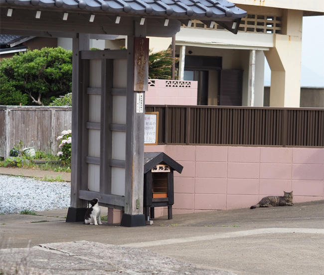 猫島猫さん5381.jpg