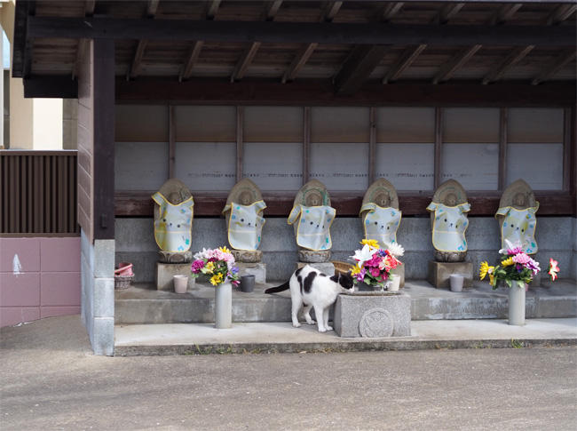 猫島猫さん5382.jpg