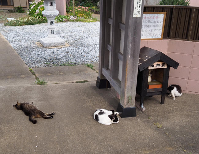猫島猫さん5385.jpg