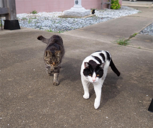 猫島猫さん5387.jpg