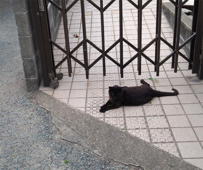 猫島猫さん5395.jpg