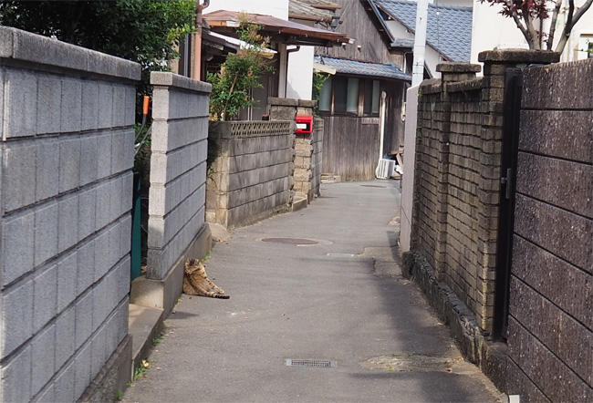 猫島猫さん5397.jpg