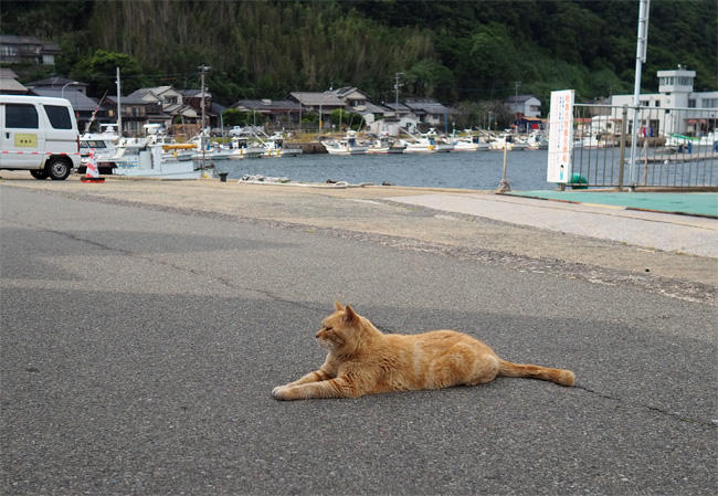 猫島猫さん5401.jpg