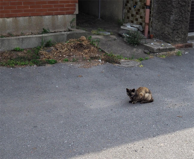 猫島猫さん5412.jpg