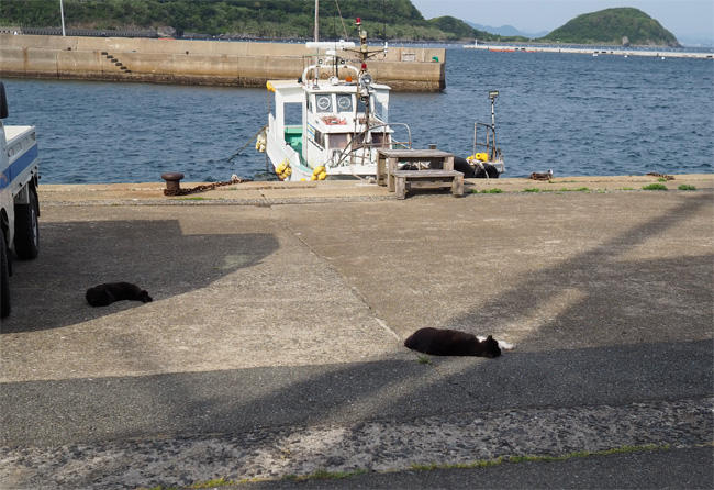 猫島猫さん5413.jpg
