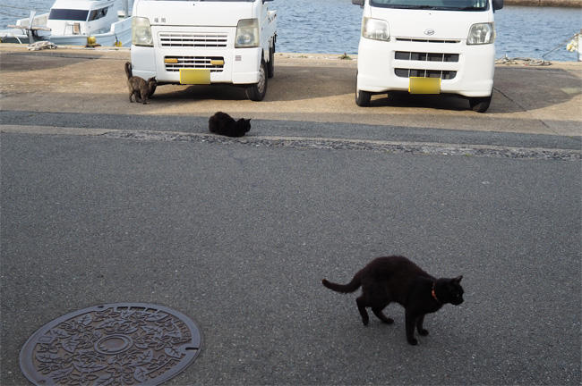 猫島猫さん5414.jpg