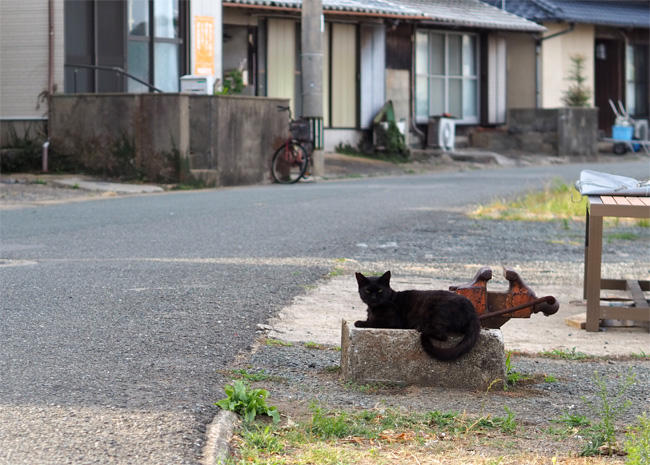 猫島猫さん5421.jpg