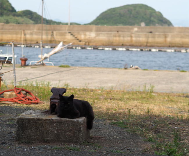 猫島猫さん5422.jpg