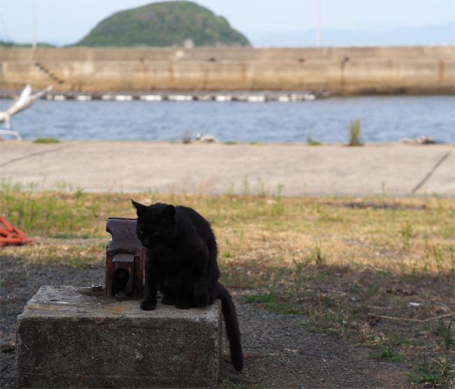 猫島猫さん5423.jpg