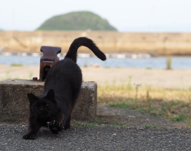 猫島猫さん5424.jpg