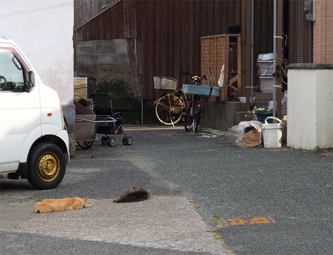 猫島の猫さん5426.jpg