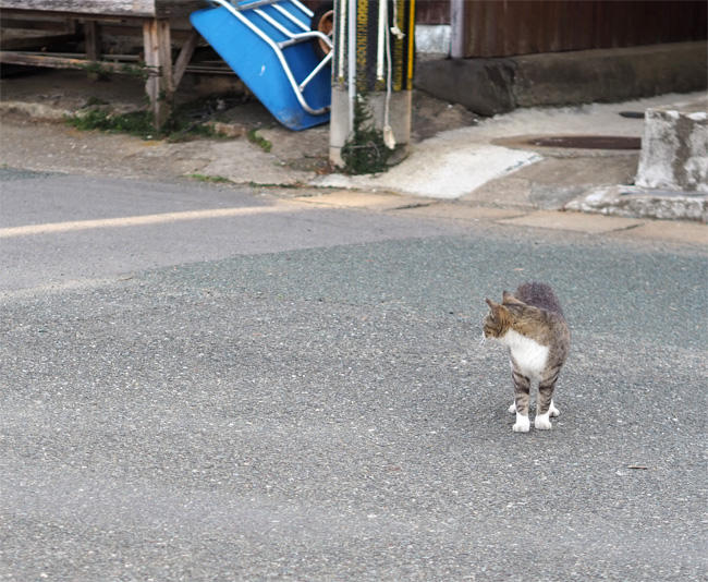 猫島の猫さん5428.jpg