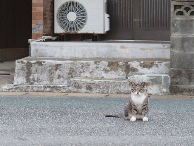 猫島の猫さん5430.jpg