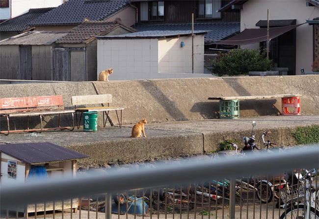 猫島の猫さん5435.jpg