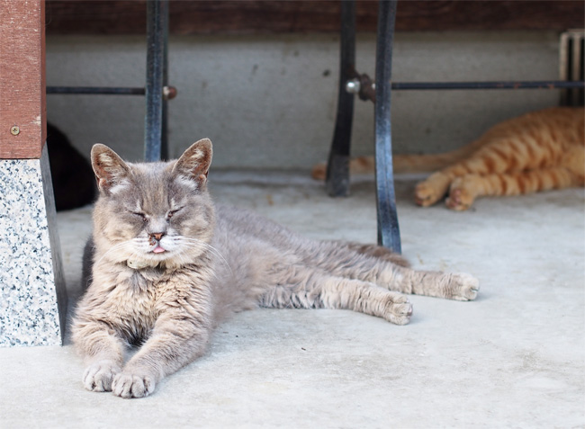 猫寺545.jpg